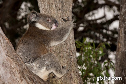 Koala baby, 20 x UHQ JPEG