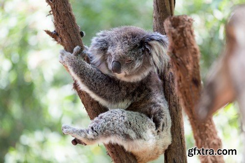 Koala baby, 20 x UHQ JPEG