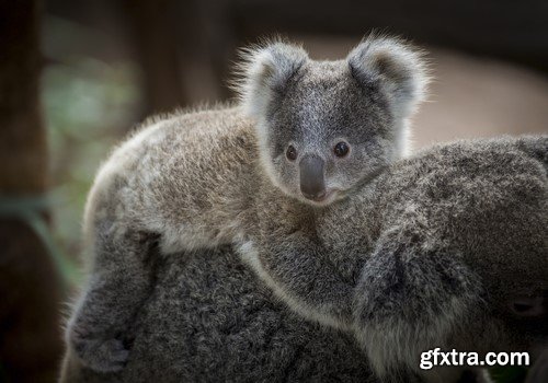 Koala baby, 20 x UHQ JPEG