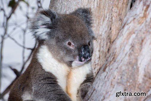 Koala baby, 20 x UHQ JPEG