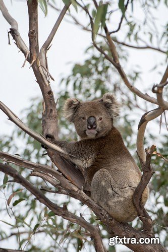 Koala baby, 20 x UHQ JPEG