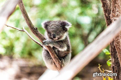 Koala baby, 20 x UHQ JPEG