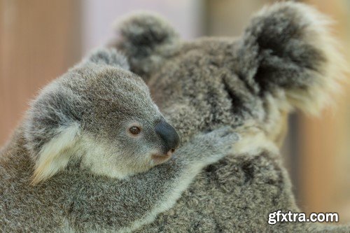 Koala baby, 20 x UHQ JPEG