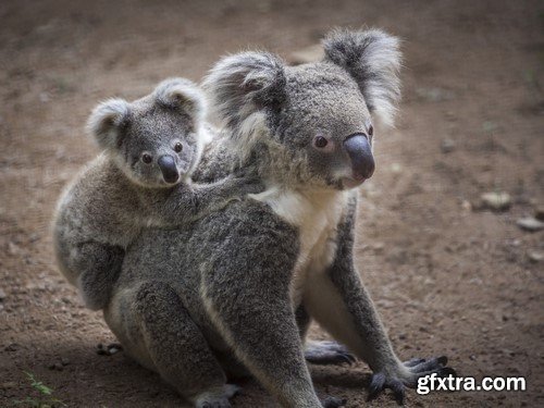 Koala baby, 20 x UHQ JPEG