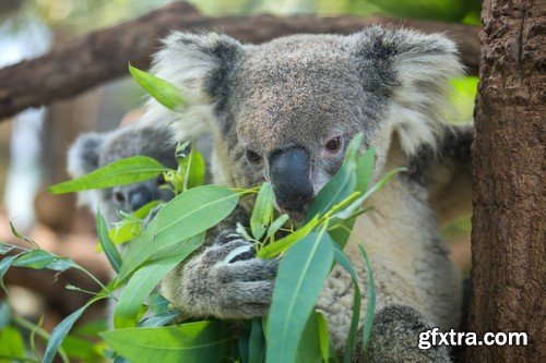 Koala baby, 20 x UHQ JPEG