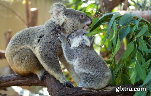 Koala baby, 20 x UHQ JPEG