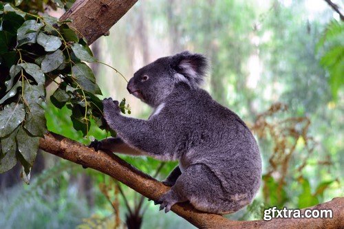 Koala baby, 20 x UHQ JPEG