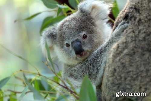 Koala baby, 20 x UHQ JPEG