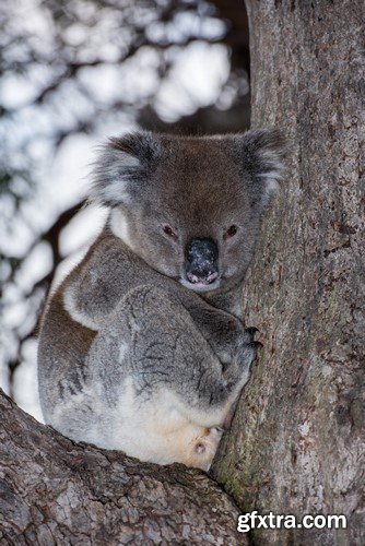 Koala baby, 20 x UHQ JPEG