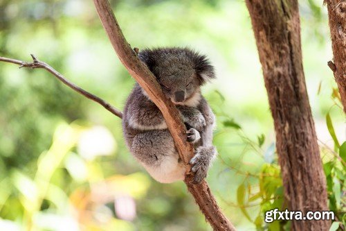 Koala baby, 20 x UHQ JPEG