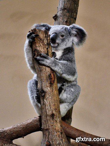 Koala baby, 20 x UHQ JPEG