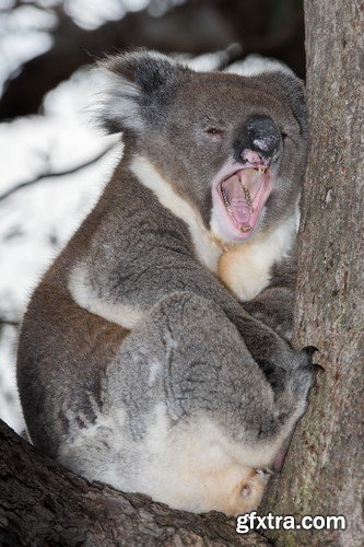 Koala baby, 20 x UHQ JPEG