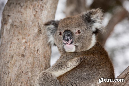 Koala baby, 20 x UHQ JPEG