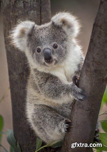 Koala baby, 20 x UHQ JPEG