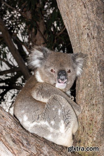 Koala baby, 20 x UHQ JPEG