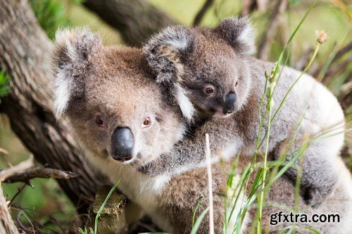 Koala baby, 20 x UHQ JPEG