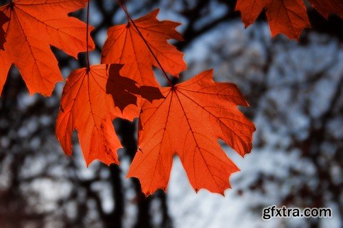 Maple leaves