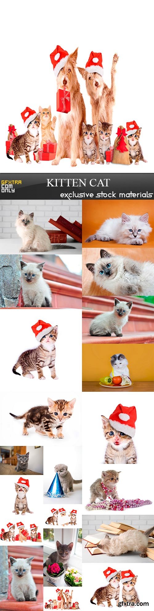 Kitten cat, 20 x UHQ JPEG