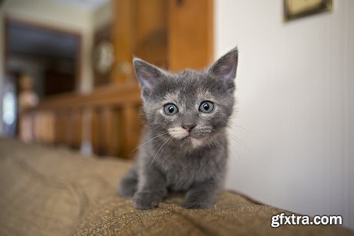 Kitten cat, 20 x UHQ JPEG