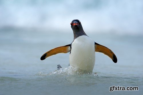 Penguin, 20 x UHQ JPEG