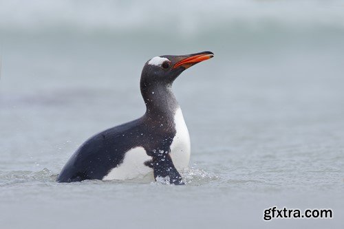 Penguin, 20 x UHQ JPEG