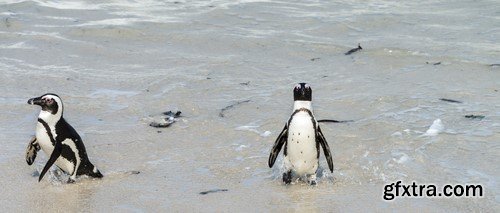 Penguin, 20 x UHQ JPEG