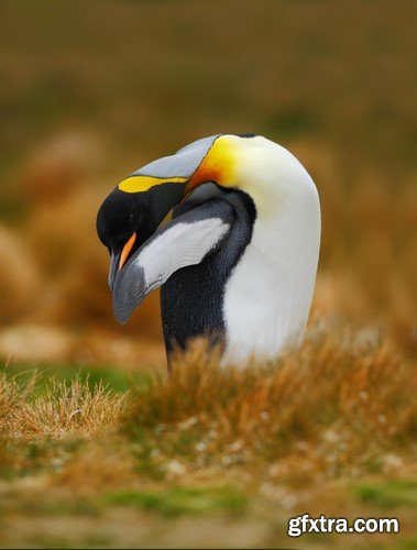 Penguin, 20 x UHQ JPEG