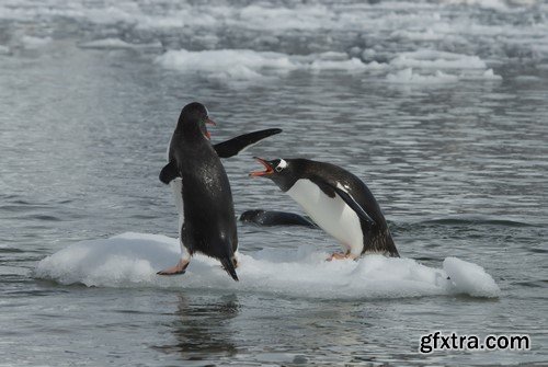 Penguin, 20 x UHQ JPEG