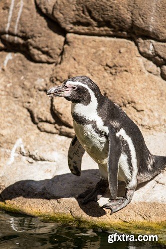 Penguin, 20 x UHQ JPEG