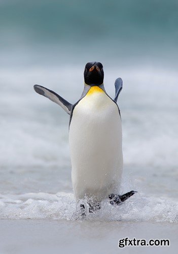 Penguin, 20 x UHQ JPEG