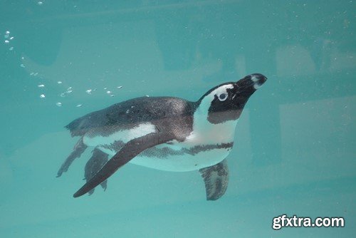 Penguin, 20 x UHQ JPEG