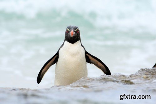 Penguin, 20 x UHQ JPEG