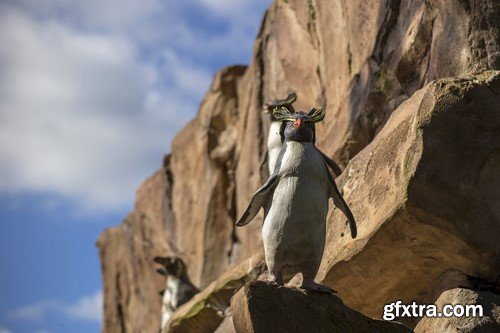 Penguin, 20 x UHQ JPEG