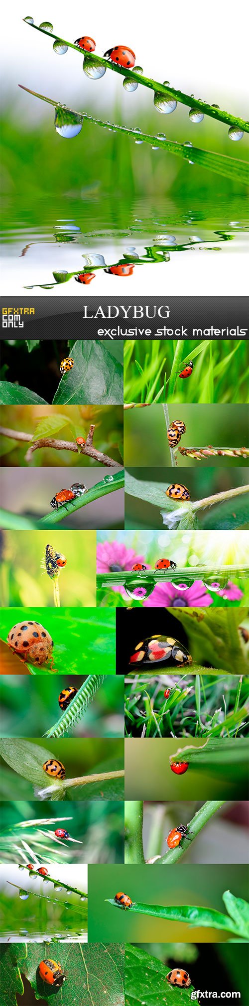 Ladybug, 20 x UHQ JPEG