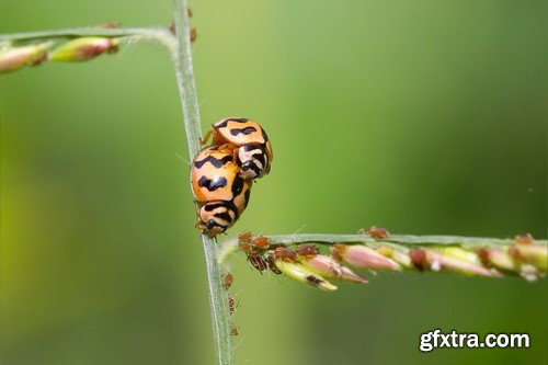 Ladybug, 20 x UHQ JPEG