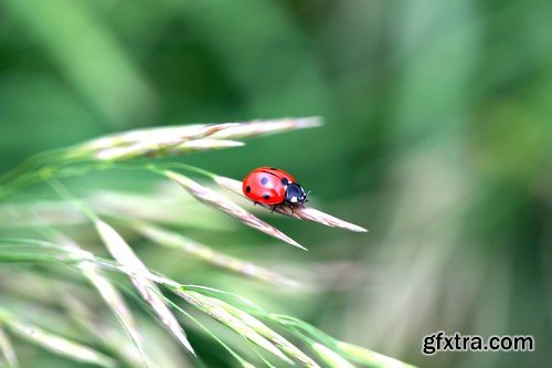 Ladybug, 20 x UHQ JPEG