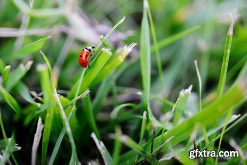 Ladybug, 20 x UHQ JPEG