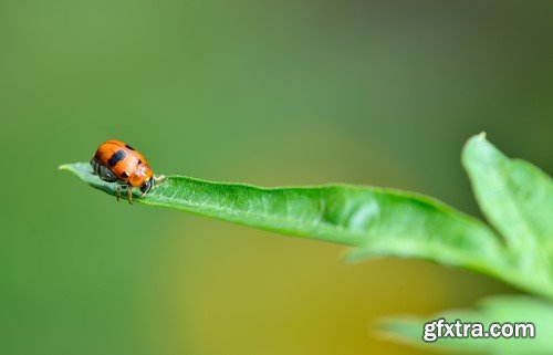 Ladybug, 20 x UHQ JPEG