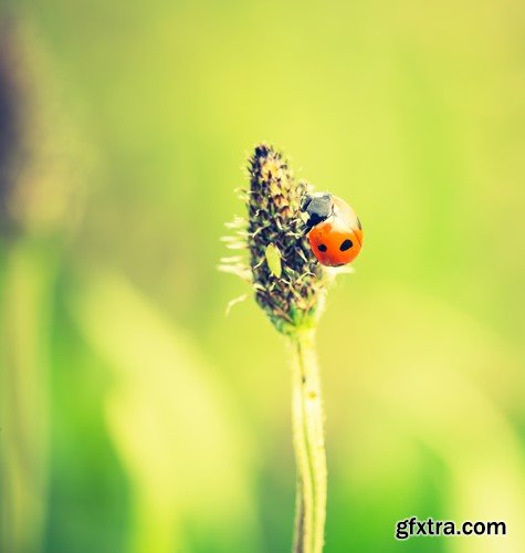 Ladybug, 20 x UHQ JPEG