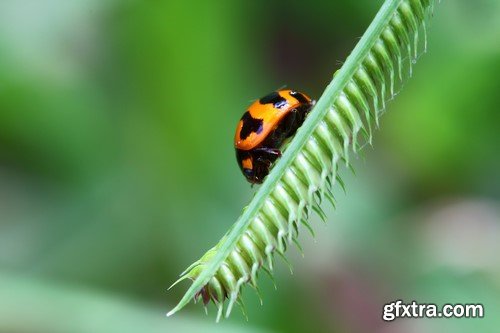 Ladybug, 20 x UHQ JPEG