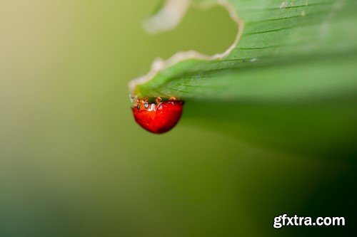 Ladybug, 20 x UHQ JPEG