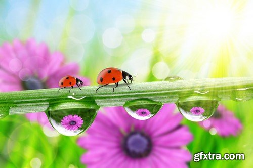 Ladybug, 20 x UHQ JPEG