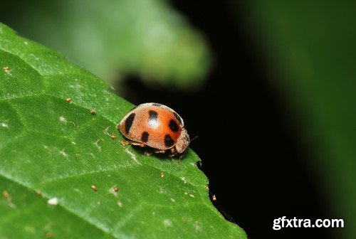 Ladybug, 20 x UHQ JPEG