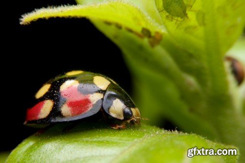 Ladybug, 20 x UHQ JPEG