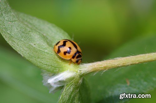 Ladybug, 20 x UHQ JPEG