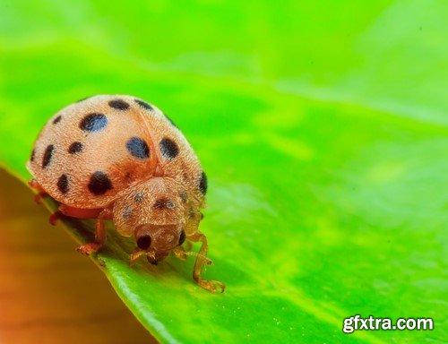 Ladybug, 20 x UHQ JPEG