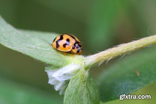 Ladybug, 20 x UHQ JPEG