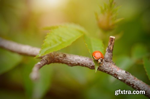 Ladybug, 20 x UHQ JPEG