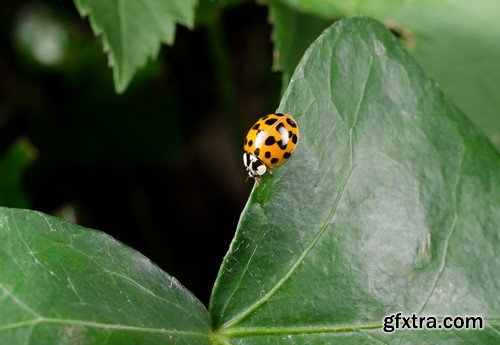 Ladybug, 20 x UHQ JPEG