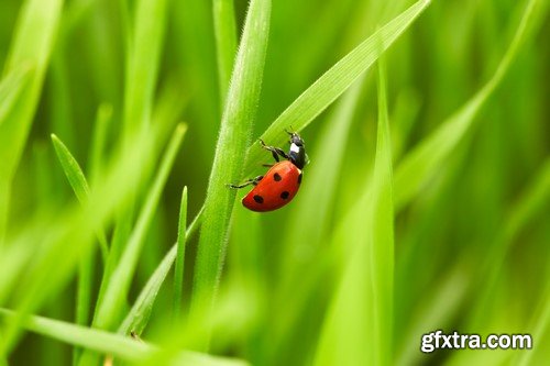 Ladybug, 20 x UHQ JPEG